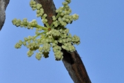 <strong>Connaraceae - Cnestis glabra - Lam.</strong><br />© Sarrailh Jean-Michel / CIRAD