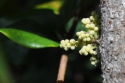 <strong>Connaraceae - Cnestis glabra - Lam.</strong><br />© Sarrailh Jean-Michel / CIRAD