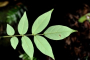 <strong>Connaraceae - Cnestis glabra - Lam.</strong><br />© Sarrailh Jean-Michel / CIRAD