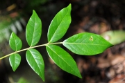 <strong>Connaraceae - Cnestis glabra - Lam.</strong><br />© Sarrailh Jean-Michel / CIRAD