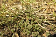 <strong>Euphorbiaceae - Chamaesyce goliana - (Lam.) comb. ined.</strong><br />© Sarrailh Jean-Michel / CIRAD