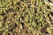 <strong>Euphorbiaceae - Chamaesyce goliana - (Lam.) comb. ined.</strong><br />© Sarrailh Jean-Michel / CIRAD