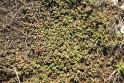<strong>Euphorbiaceae - Chamaesyce goliana - (Lam.) comb. ined.</strong><br />© Sarrailh Jean-Michel / CIRAD