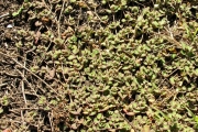 <strong>Euphorbiaceae - Chamaesyce goliana - (Lam.) comb. ined.</strong><br />© Sarrailh Jean-Michel / CIRAD