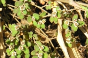 <strong>Euphorbiaceae - Chamaesyce goliana - (Lam.) comb. ined.</strong><br />© Sarrailh Jean-Michel / CIRAD