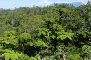 <strong>Cyatheaceae - Cyathea borbonica - Desv.</strong><br />© Sarrailh Jean-Michel / CIRAD