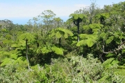 <strong>Cyatheaceae - Cyathea borbonica - Desv.</strong><br />© Sarrailh Jean-Michel / CIRAD