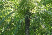 <strong>Cyatheaceae - Cyathea borbonica - Desv.</strong><br />© Sarrailh Jean-Michel / CIRAD