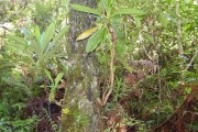 <strong>Cyatheaceae - Cyathea borbonica - Desv.</strong><br />© Sarrailh Jean-Michel / CIRAD
