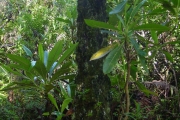 <strong>Cyatheaceae - Cyathea borbonica - Desv.</strong><br />© Sarrailh Jean-Michel / CIRAD