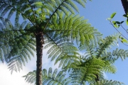 <strong>Cyatheaceae - Cyathea borbonica - Desv.</strong><br />© Sarrailh Jean-Michel / CIRAD