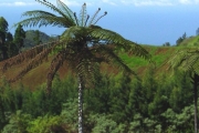 <strong>Cyatheaceae - Cyathea borbonica - Desv.</strong><br />© Sarrailh Jean-Michel / CIRAD