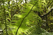 <strong>Cyatheaceae - Cyathea borbonica - Desv.</strong><br />© Sarrailh Jean-Michel / CIRAD