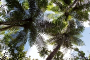 <strong>Cyatheaceae - Cyathea borbonica - Desv.</strong><br />© Le Bourgeois Thomas / CIRAD