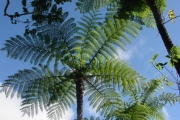 <strong>Cyatheaceae - Cyathea borbonica - Desv.</strong><br />© Sarrailh Jean-Michel / CIRAD