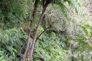 <strong>Cyatheaceae - Cyathea borbonica - Desv.</strong><br />© Baret Stéphane