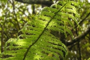 <strong>Cyatheaceae - Cyathea borbonica - Desv.</strong><br />© Sarrailh Jean-Michel / CIRAD
