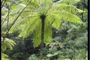 <strong>Cyatheaceae - Cyathea borbonica - Desv.</strong><br />© Baret Stéphane