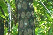 <strong>Cyatheaceae - Cyathea borbonica - Desv.</strong><br />© Sarrailh Jean-Michel / CIRAD