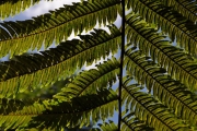 <strong>Cyatheaceae - Cyathea borbonica - Desv.</strong><br />© Sarrailh Jean-Michel / CIRAD