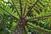 <strong>Cyatheaceae - Cyathea borbonica - Desv.</strong><br />© Sarrailh Jean-Michel / CIRAD