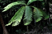 <strong>Cyatheaceae - Cyathea borbonica - Desv.</strong><br />© Sarrailh Jean-Michel / CIRAD