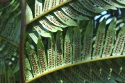 <strong>Cyatheaceae - Cyathea borbonica - Desv.</strong><br />© Sarrailh Jean-Michel / CIRAD