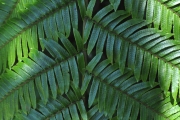 <strong>Cyatheaceae - Cyathea borbonica - Desv.</strong><br />© Sarrailh Jean-Michel / CIRAD