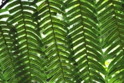 <strong>Cyatheaceae - Cyathea borbonica - Desv.</strong><br />© Sarrailh Jean-Michel / CIRAD