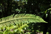 <strong>Cyatheaceae - Cyathea borbonica - Desv.</strong><br />© Sarrailh Jean-Michel / CIRAD