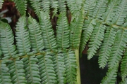 <strong>Cyatheaceae - Cyathea excelsa - Sw.</strong><br />© Sarrailh Jean-Michel / CIRAD