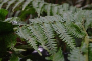 <strong>Cyatheaceae - Cyathea excelsa - Sw.</strong><br />© Sarrailh Jean-Michel / CIRAD