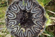 <strong>Cyatheaceae - Cyathea excelsa - Sw.</strong><br />© Le Bourgeois Thomas / CIRAD