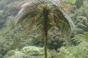 <strong>Cyatheaceae - Cyathea excelsa - Sw.</strong><br />© Baret Stéphane