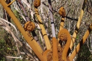<strong>Cyatheaceae - Cyathea glauca - Bory</strong><br />© Sarrailh Jean-Michel / CIRAD