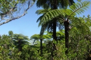 <strong>Cyatheaceae - Cyathea glauca - Bory</strong><br />© Sarrailh Jean-Michel / CIRAD