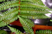 <strong>Cyatheaceae - Cyathea glauca - Bory</strong><br />© Sarrailh Jean-Michel / CIRAD