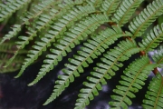 <strong>Cyatheaceae - Cyathea glauca - Bory</strong><br />© Sarrailh Jean-Michel / CIRAD
