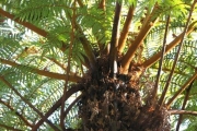 <strong>Cyatheaceae - Cyathea glauca - Bory</strong><br />© Sarrailh Jean-Michel / CIRAD