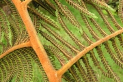 <strong>Cyatheaceae - Cyathea glauca - Bory</strong><br />© Sarrailh Jean-Michel / CIRAD