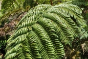 <strong>Cyatheaceae - Cyathea glauca - Bory</strong><br />© Sarrailh Jean-Michel / CIRAD
