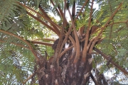 <strong>Cyatheaceae - Cyathea glauca - Bory</strong><br />© Sarrailh Jean-Michel / CIRAD
