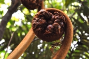 <strong>Cyatheaceae - Cyathea glauca - Bory</strong><br />© Sarrailh Jean-Michel / CIRAD