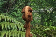 <strong>Cyatheaceae - Cyathea glauca - Bory</strong><br />© Sarrailh Jean-Michel / CIRAD