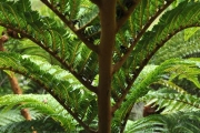 <strong>Cyatheaceae - Cyathea glauca - Bory</strong><br />© Sarrailh Jean-Michel / CIRAD