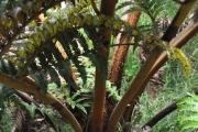 <strong>Cyatheaceae - Cyathea glauca - Bory</strong><br />© Sarrailh Jean-Michel / CIRAD