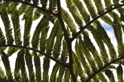 <strong>Cyatheaceae - Cyathea glauca - Bory</strong><br />© Sarrailh Jean-Michel / CIRAD