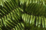 <strong>Cyatheaceae - Cyathea glauca - Bory</strong><br />© Sarrailh Jean-Michel / CIRAD