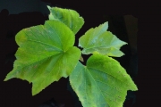 <strong>Malvaceae - Dombeya acutangula - Cav.</strong><br />© Sarrailh Jean-Michel / CIRAD