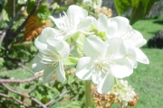 <strong>Malvaceae - Dombeya acutangula - Cav.</strong><br />© Sarrailh Jean-Michel / CIRAD